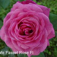 Роза KAFFE FASSETT ROSE саженцы в контейнерах