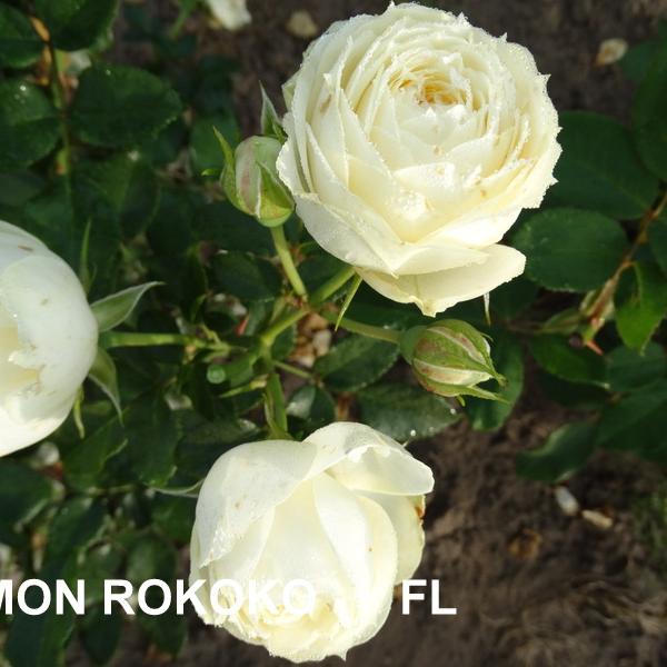 ФБ-118: LMN RKK (LEMON ROKOKO)