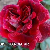 Роза LOUIS FRANCIA саженцы в контейнерах