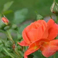 Роза MORNING SUN саженцы в контейнерах