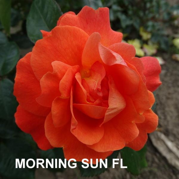 ФБ-145: MRNG SN (MORNING SUN)