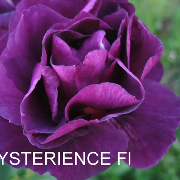 ФБ-150: MSTRS (MYSTERIEUSE)