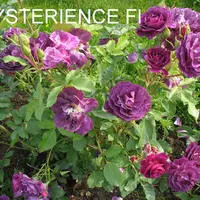 Роза MYSTERIEUSE саженцы в контейнерах