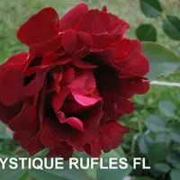 Роза MYSTIQUE RUFFLES саженцы в контейнерах