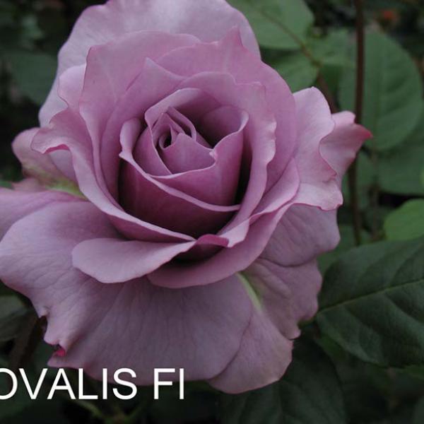 ФБ-159: NVLS (NOVALIS)