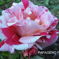 Роза PAPAGENO саженцы в контейнерах