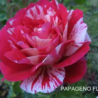 Роза PAPAGENO саженцы в контейнерах