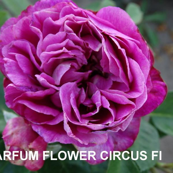 ФБ-244: PRFM FLWR CRCS (PARFUM FLOWER CIRCUS)