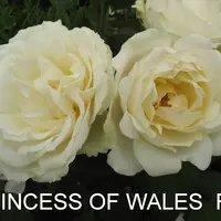 Роза PRINCESS OF WELLE саженцы в контейнерах