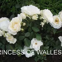 Роза PRINCESS OF WELLE саженцы в контейнерах