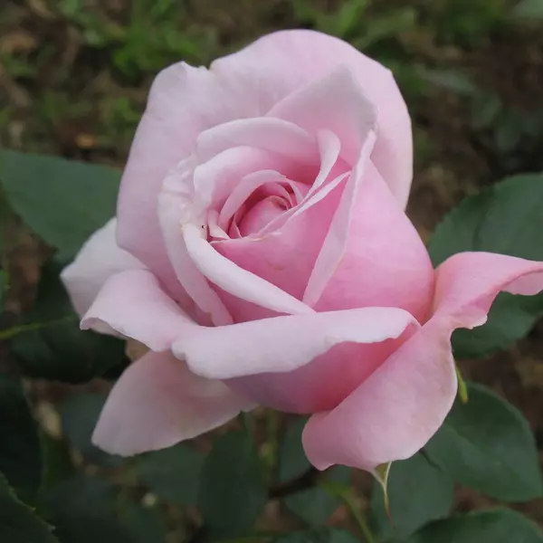ФБ-185: RS D BRDGL (ROSE DE BURDIGALA)