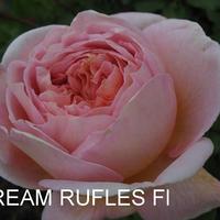 Роза RUFFLE'S DREAM саженцы в контейнерах
