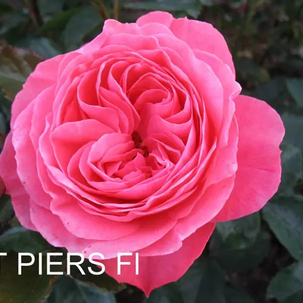 ФБ-211: ST PRS (ST. PIERS)