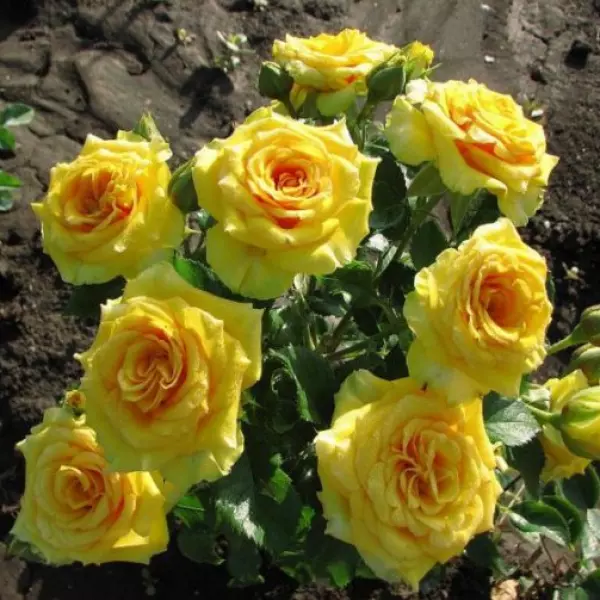 ФБ-277: YLLW VLN (YELLOW EVELINE)