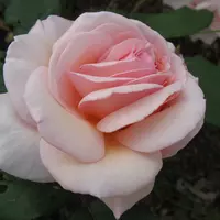 Роза A. SHROPSHIRE LAD саженцы в контейнерах