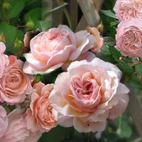 Роза A. SHROPSHIRE LAD саженцы в контейнерах
