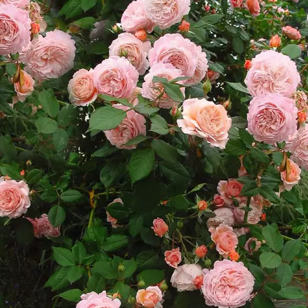КТ-004: SHRPSHR LD (A SHROPSHIRE LAD)