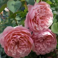 Роза Alnwick Rose - саженцы в контейнерах