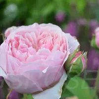 Роза Alnwick Rose - саженцы в контейнерах