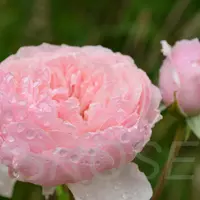 Роза Alnwick Rose - саженцы в контейнерах