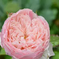 Роза Alnwick Rose - саженцы в контейнерах