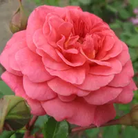 Роза CHRISTOPHER MARLOWE саженцы в контейнерах