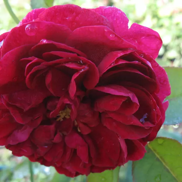 КТ-056: DRS BSL (DARCEY BUSSELL)