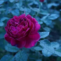Роза DARCEY BUSSELL саженцы в контейнерах