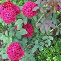 Роза DARCEY BUSSELL саженцы в контейнерах