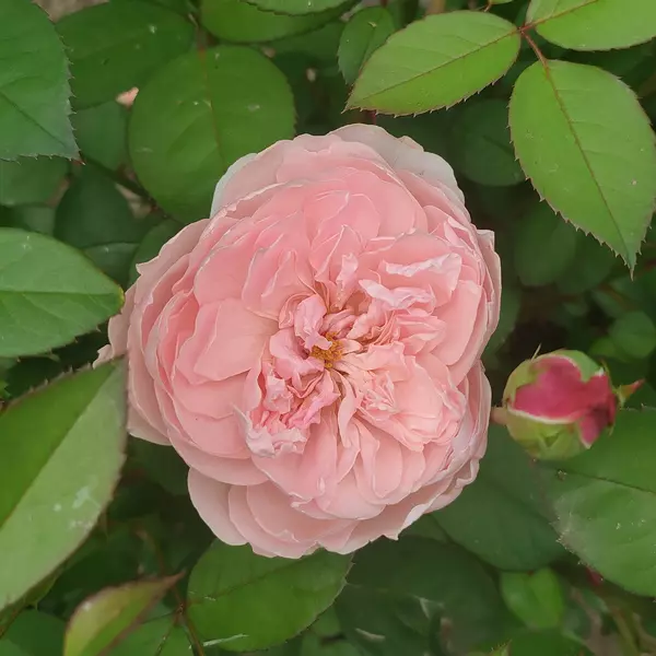 КТ-008: LNWCK RS (ALNWICK ROSE)