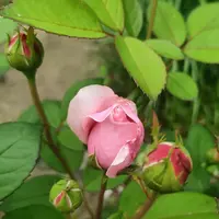 Роза Alnwick Rose - саженцы в контейнерах