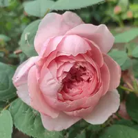 Роза Alnwick Rose - саженцы в контейнерах