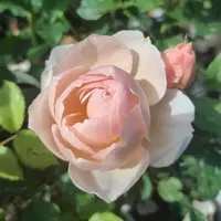 Роза Evelyn - саженцы в контейнерах