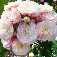 Роза Bouquet Parfait - саженцы в контейнерах