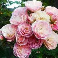 Роза Bouquet Parfait - саженцы в контейнерах
