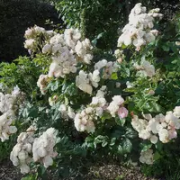 Роза Bouquet Parfait - саженцы в контейнерах