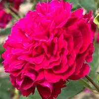 Роза Raspberry Velvet - саженцы в контейнерах
