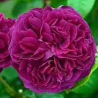 Роза Raspberry Velvet - саженцы в контейнерах