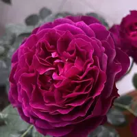 Роза Raspberry Velvet - саженцы в контейнерах