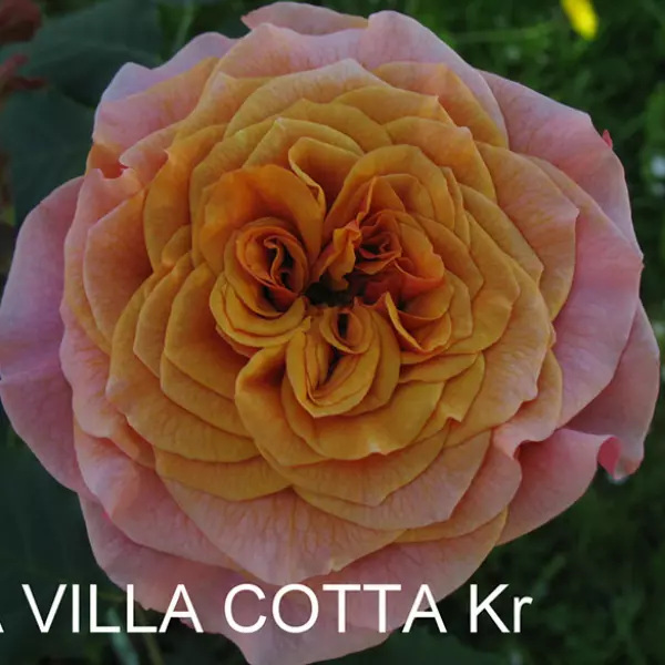 КТ-097: L VLL CTT (LA VILLA COTTA)