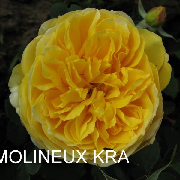 КТ-116: MLNX (MOLINEUX)