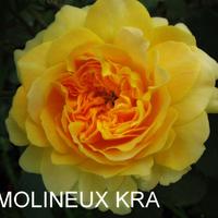 Роза MOLINEUX саженцы в контейнерах