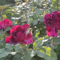 Роза MUNSTEAD WOOD саженцы в контейнерах