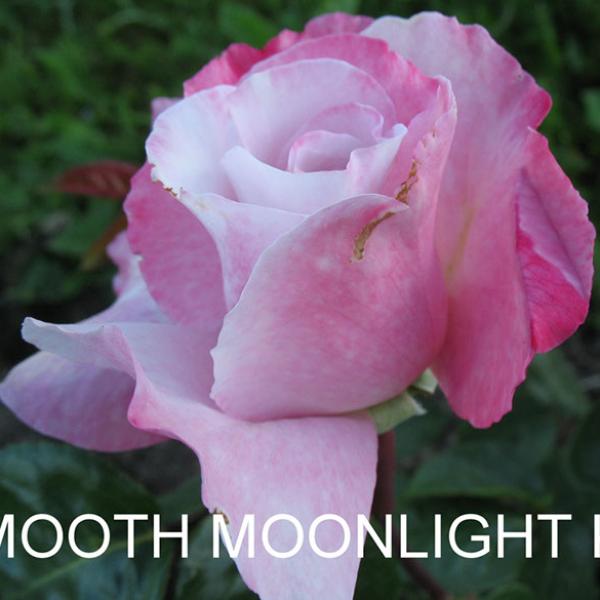 Smooth Moonlight саженцы роз в питомнике | Гармония сада