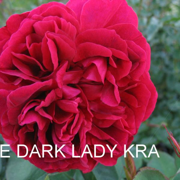 КТ-172: TH DRK LD (The Dark Lady)