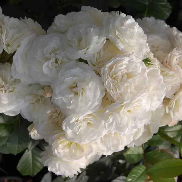 КТ-222: BQT PRFT (BOUQUET PARFAIT)
