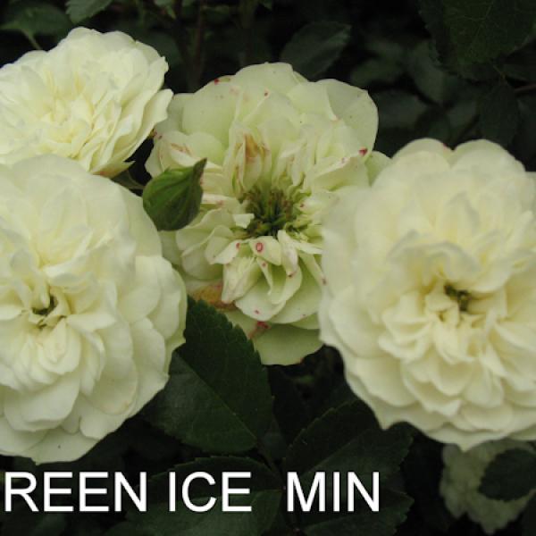 МН-024: Green Ice (GREEN ICE)