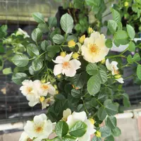 Роза Bienenweide Bicolor - саженцы в контейнерах
