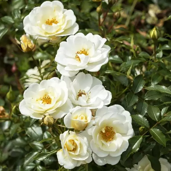 МН-006: BNNWD VR (BIENENWEIDE IVORY)