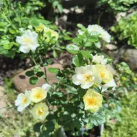 Роза Bienenweide Ivory - саженцы в контейнерах